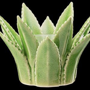 Aloe plant with one wax